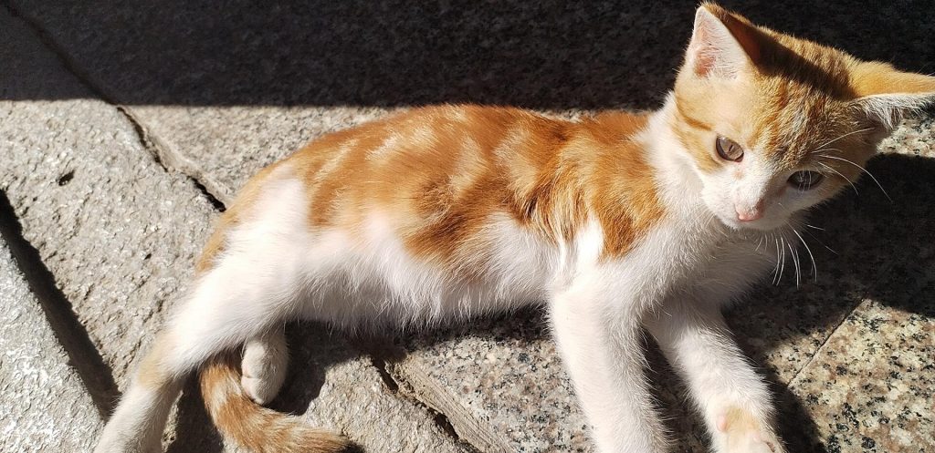 小茂密！-双生社区